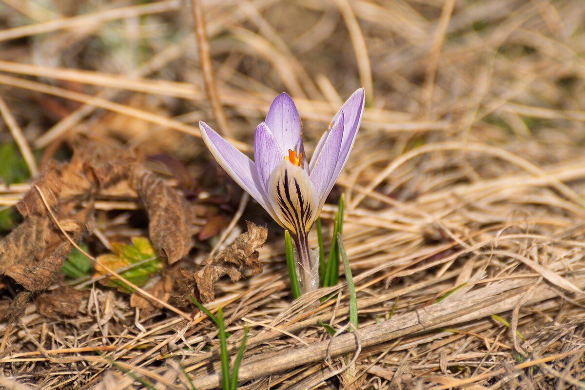 Крокусы - Игорь Сикорский Крокусы - Игорь Сикорский