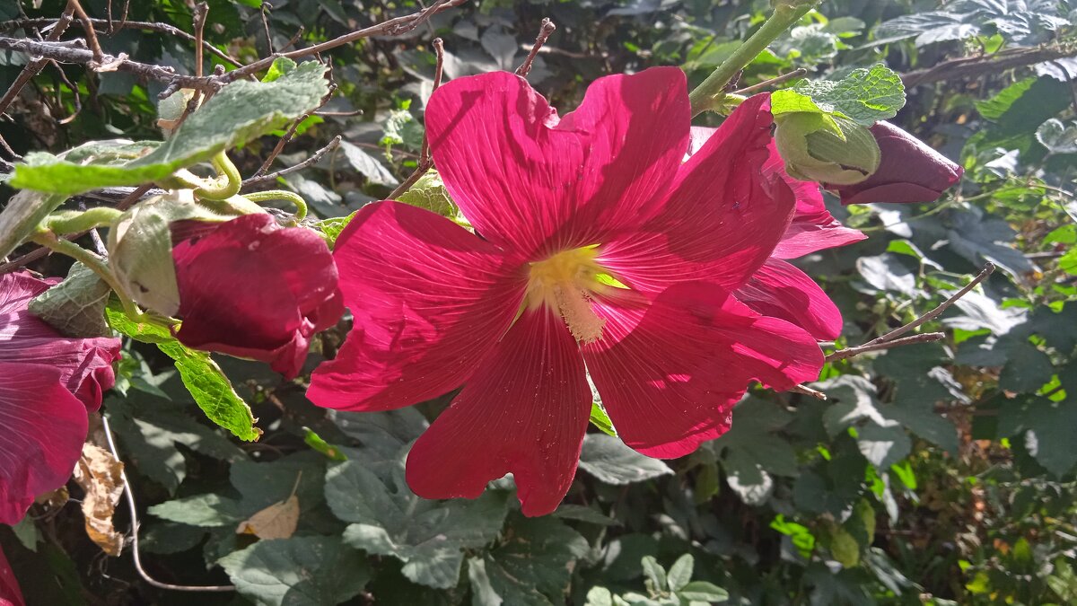 сентябрь --- четвёртый месяц лета - Елена Шаламова