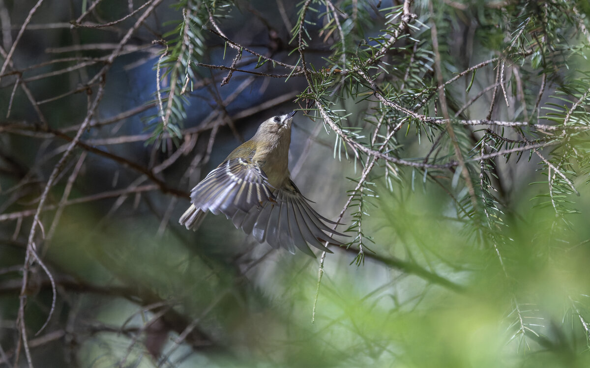 желтоголовый королек - юрий макаров