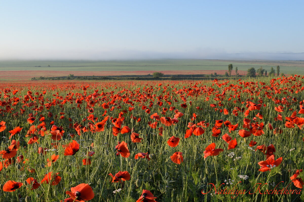 Природа Крыма - Изумительная Космея