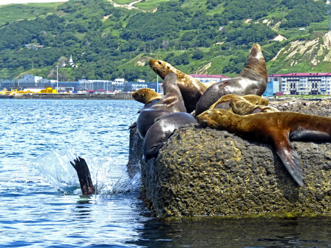 Купание сивучей. Загорели они до чертиков. - ИРЭН@ . Купание сивучей. Загорели они до чертиков. - ИРЭН@ .