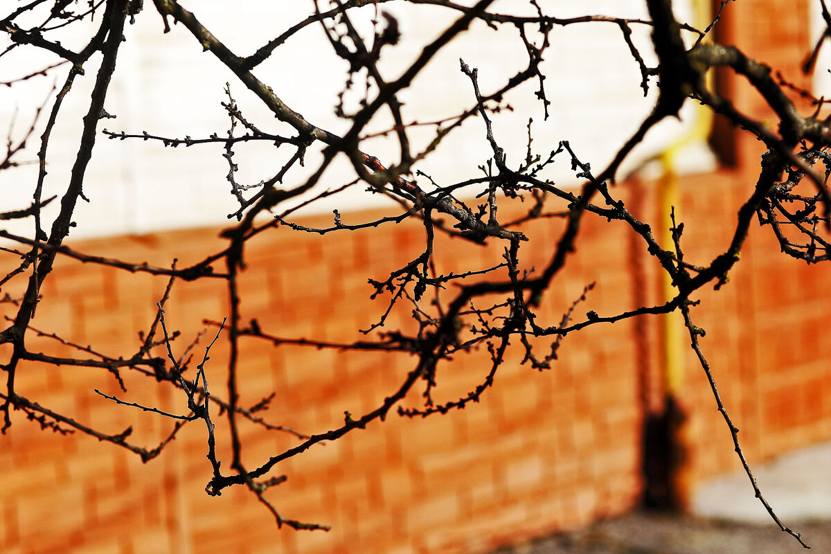 Через месяц здесь будут цвести абрикосы! - Юрий Гайворонскiий