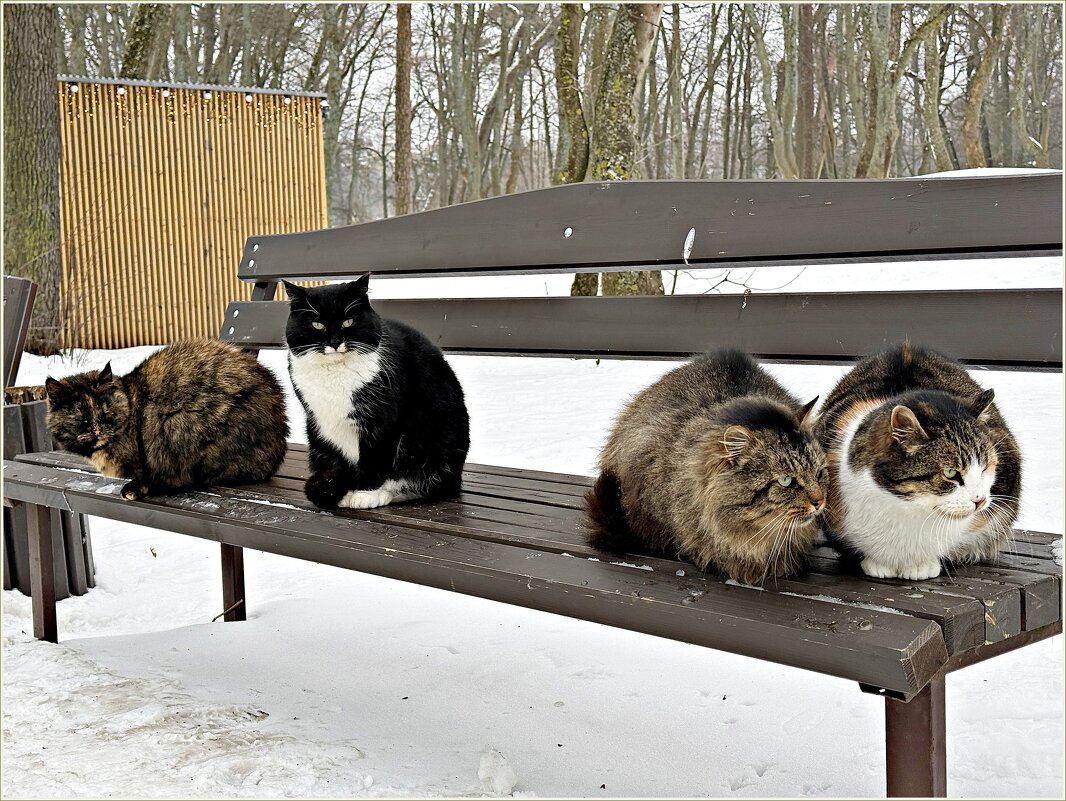 Светлогорские коты. - Валерия Комова Светлогорские коты. - Валерия Комова