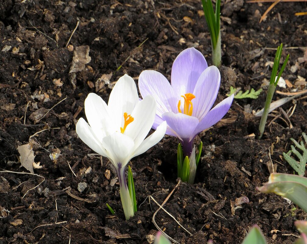 Дуэт весенний - Лариса С. Дуэт весенний - Лариса С.