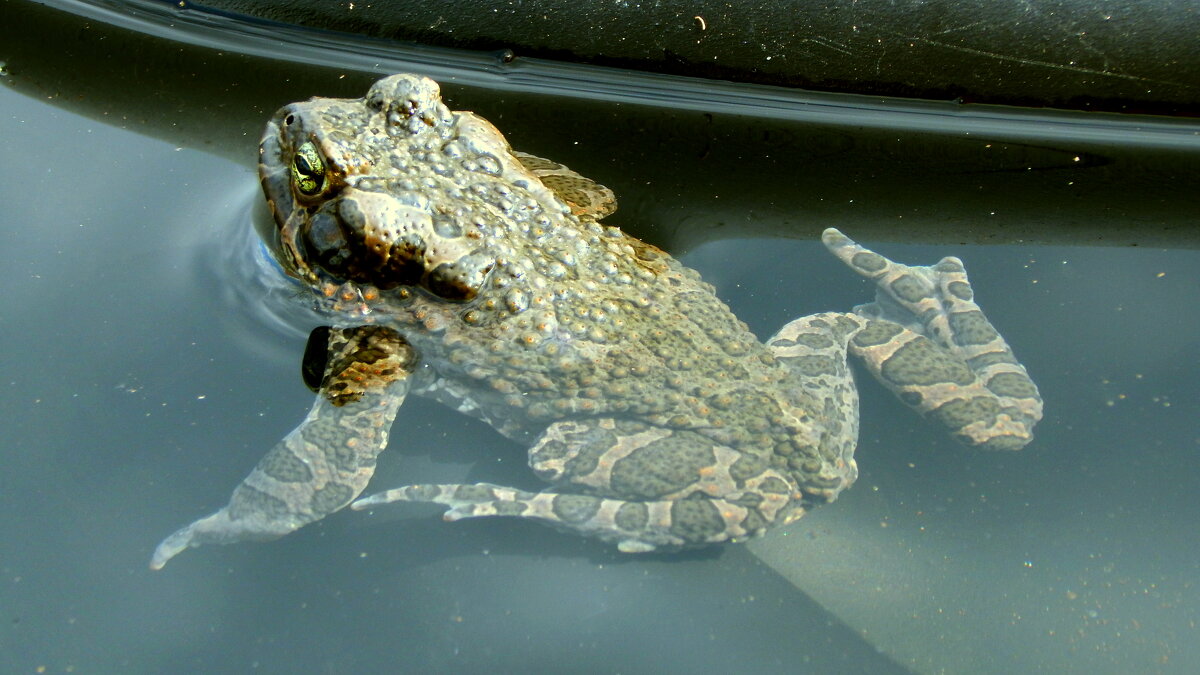 Купание. - ВикТор Быстров Купание. - ВикТор Быстров