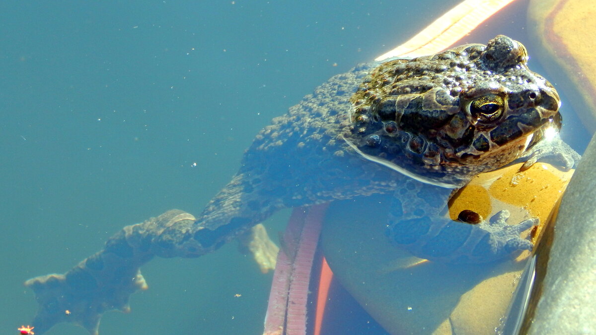 В воде хорошо! - ВикТор Быстров