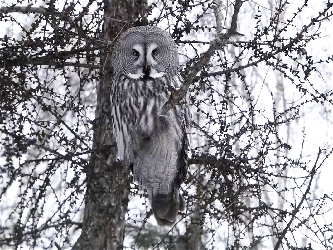 Бородатая неясыть - Валентина *