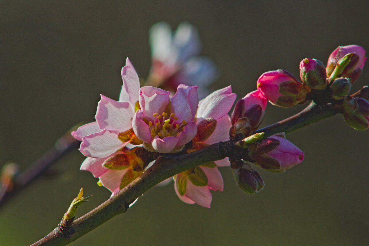 Ветка Миндаля. - Giant Tao / Ветка Миндаля. - Giant Tao /