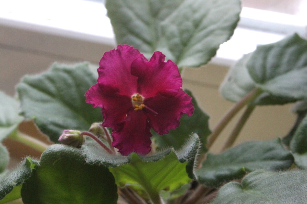 К празднику зацвела фиалочка - олег свирский 