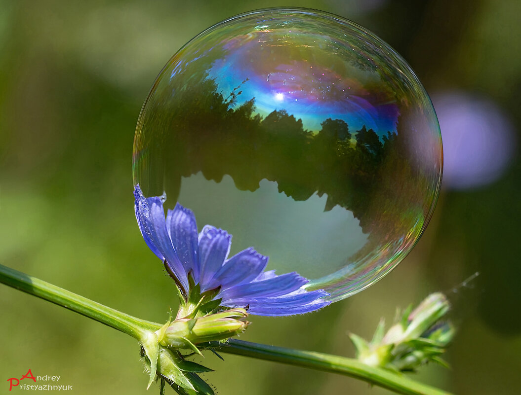 На цветке - Андрей Пристяжнюк