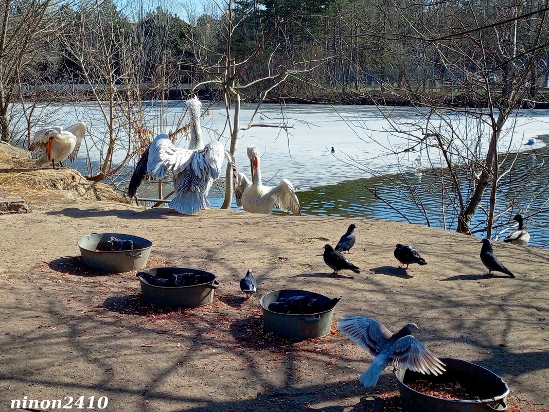 Март в ростовском зоопарке - Нина Бутко