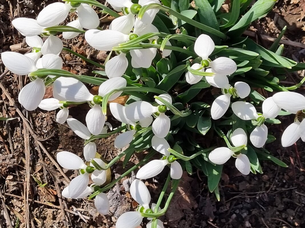 В день 8 марта! - Наталья 