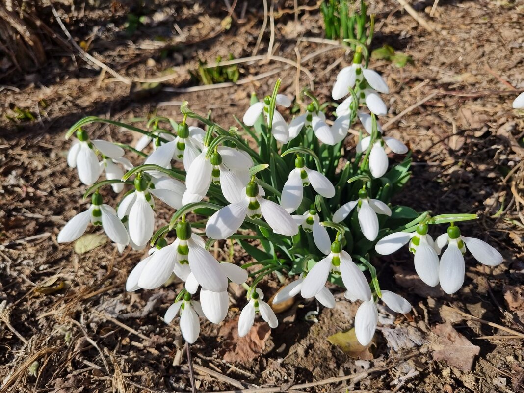 Солнечное цветение - Наталья 
