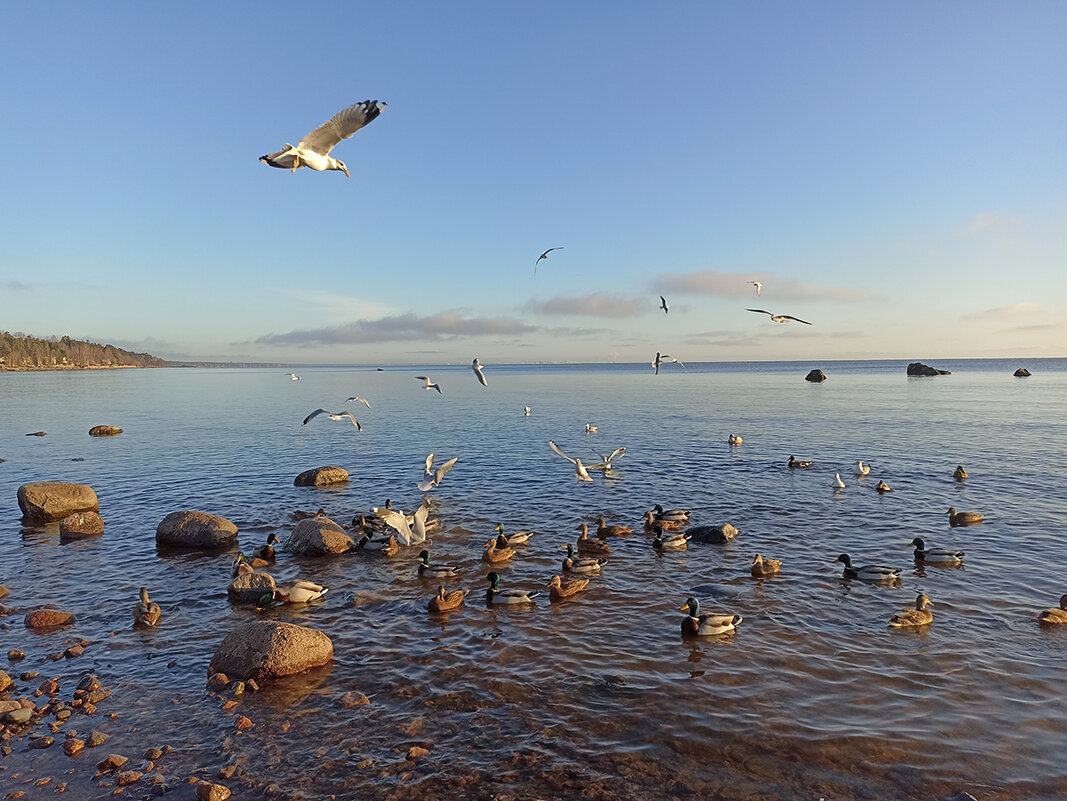 Море, чайки, утки... - Лилия *