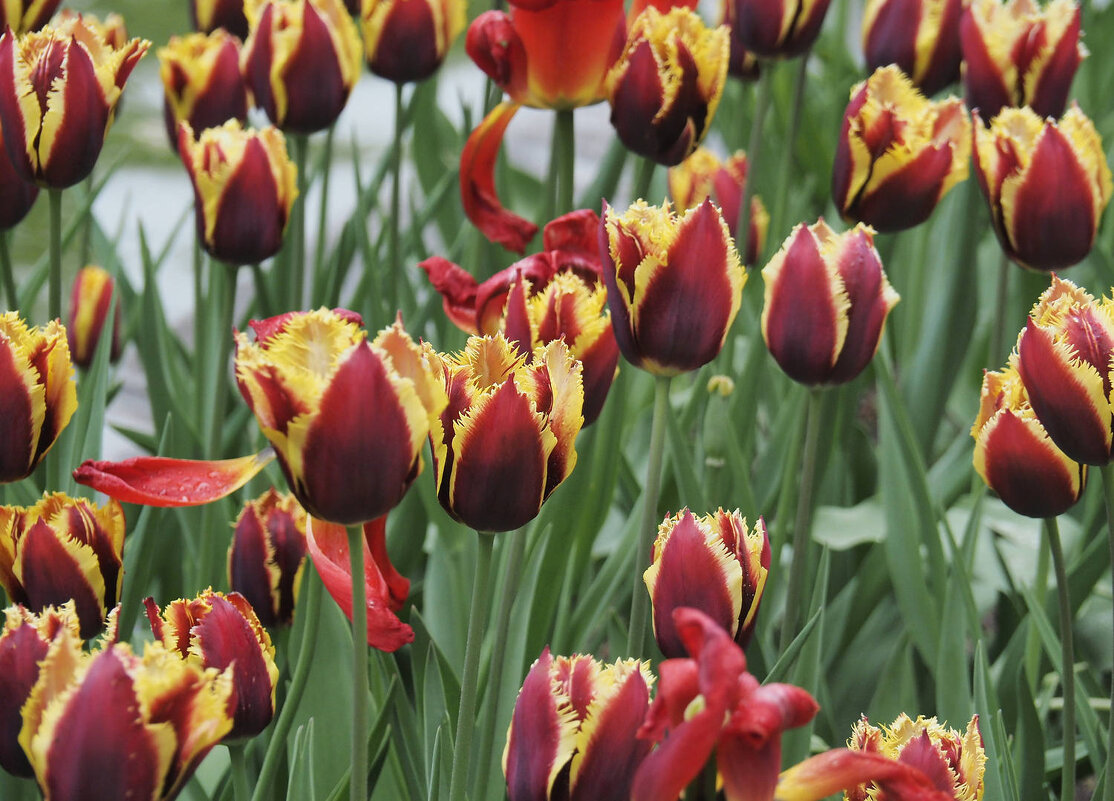 Тюльпаны в Аптекарском огороде - Мария К. Тюльпаны в Аптекарском огороде - Мария К.