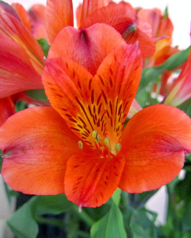 Алые альстромерии - Сергей Карачин