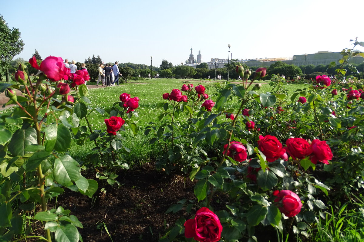 Розы на Марсовом поле - Anna-Sabina Anna-Sabina