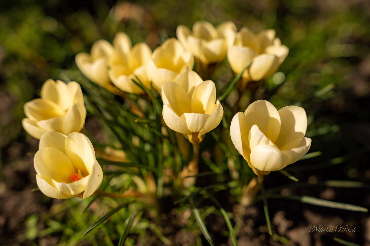 Весеннее... - Николай Гирш Весеннее... - Николай Гирш