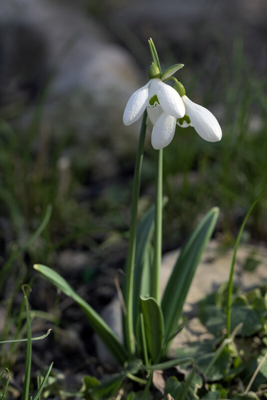 Слова любви понятны всем... - Валерий Басыров Слова любви понятны всем... - Валерий Басыров