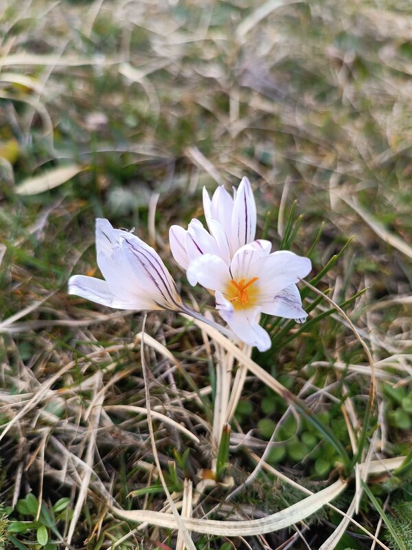 Крокусы лесные - Слава Коломойцев