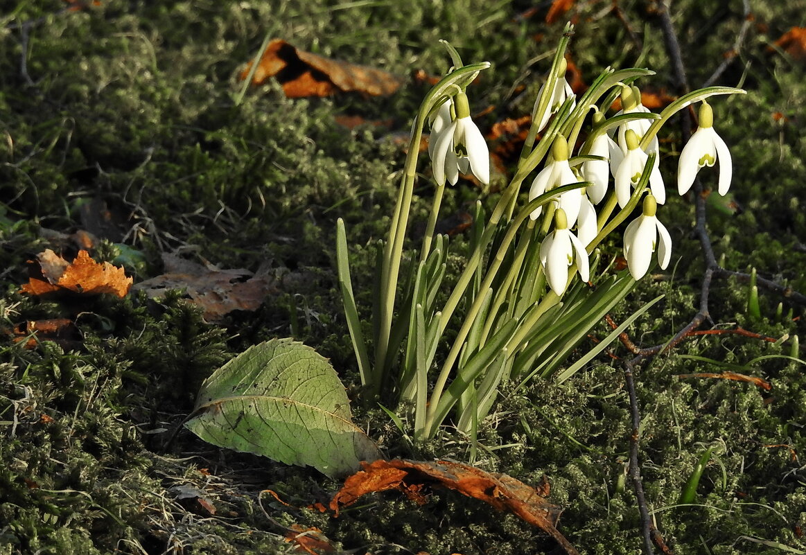 весна - ИННА ПОРОХОВА