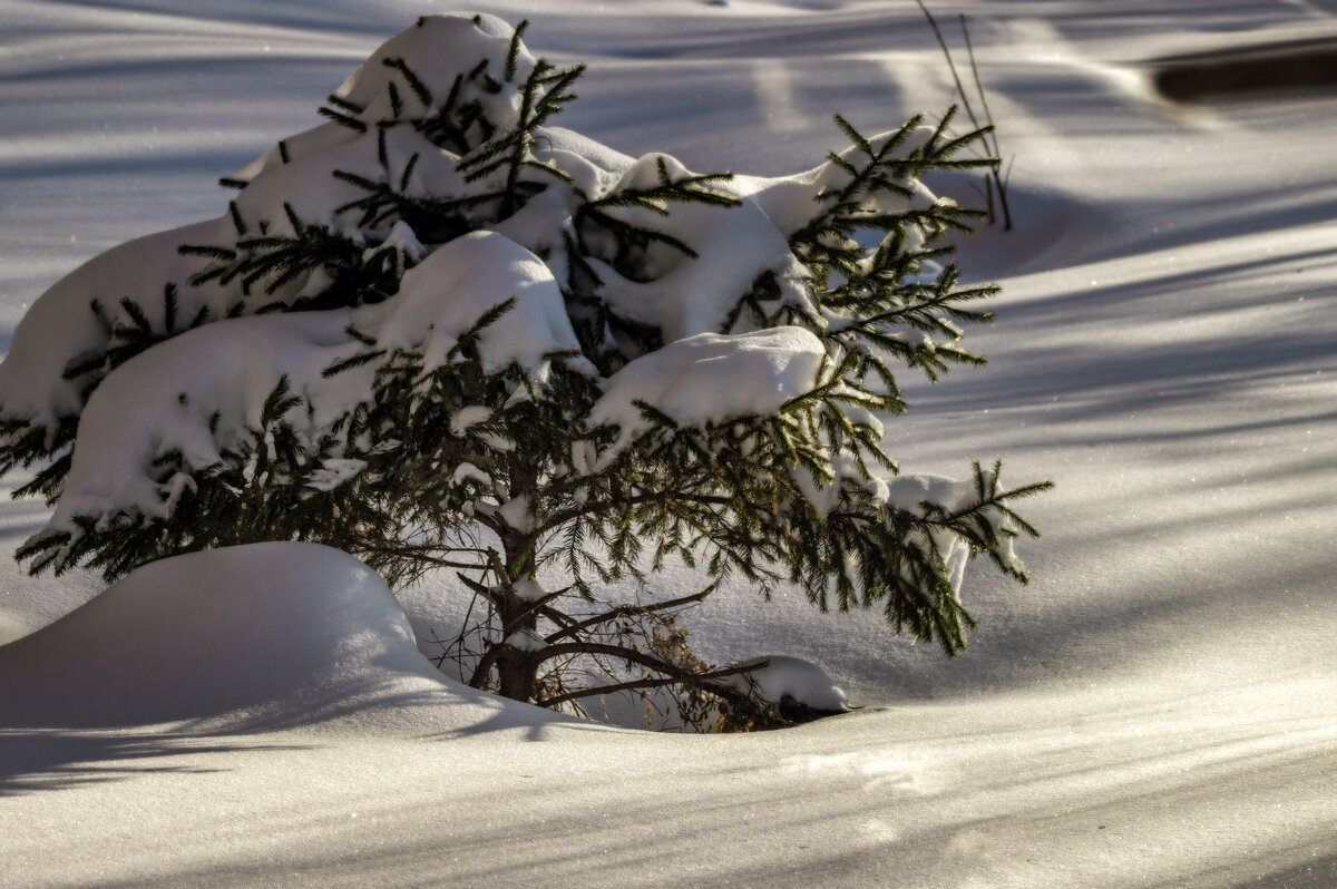 Тени - sorovey Sol