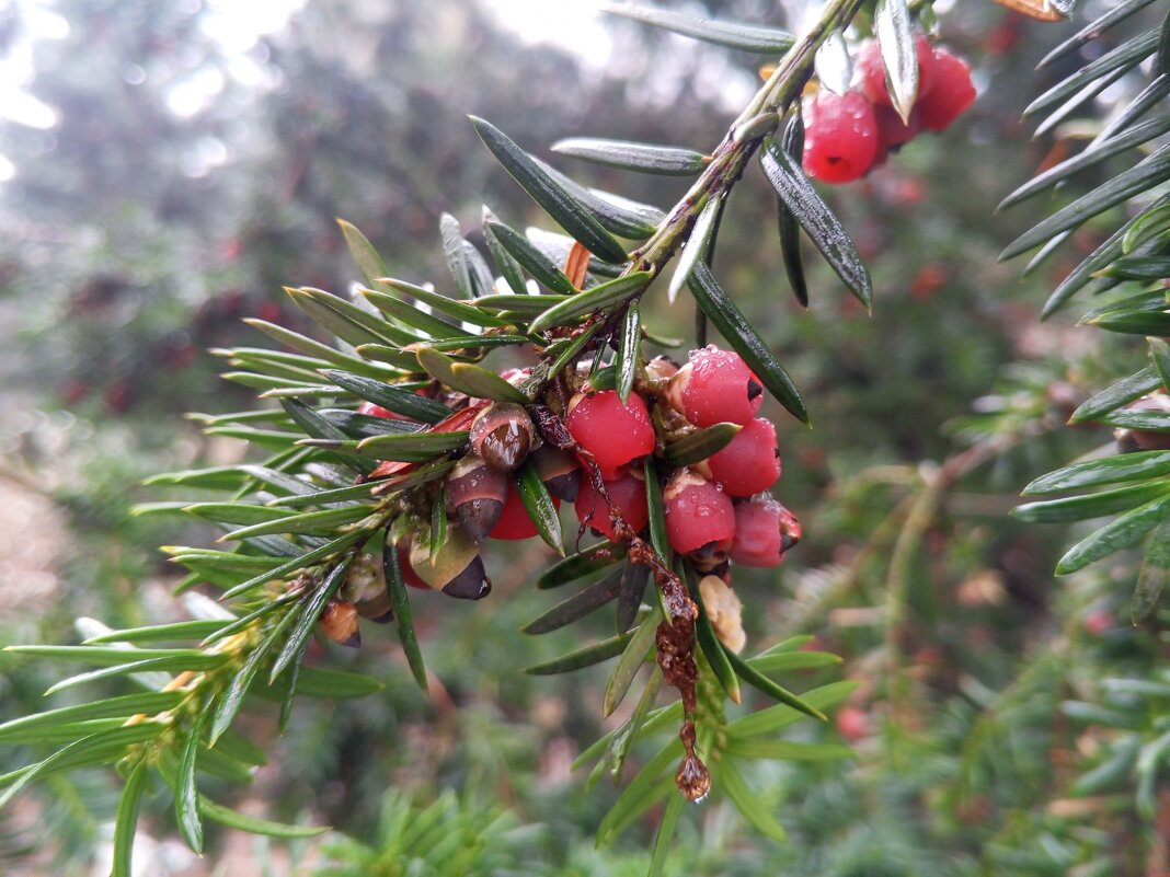 Тисс - Сапсан 