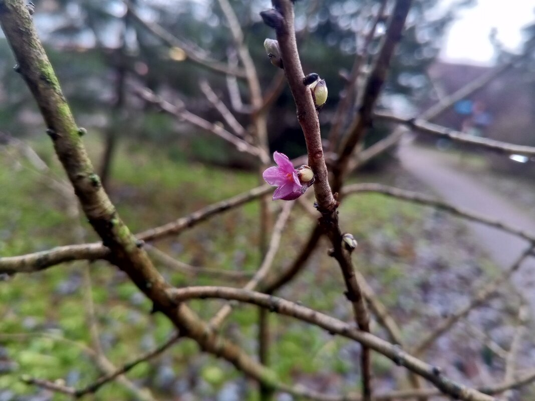 Волчеягодник - Сапсан 