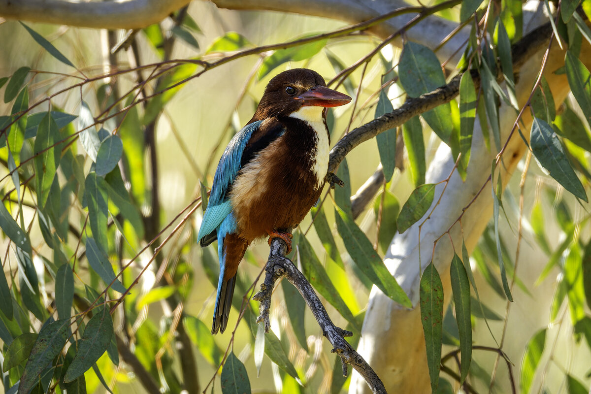 Красноклювая альциона ( Белогрудый зимородок) - Alexander Amromin