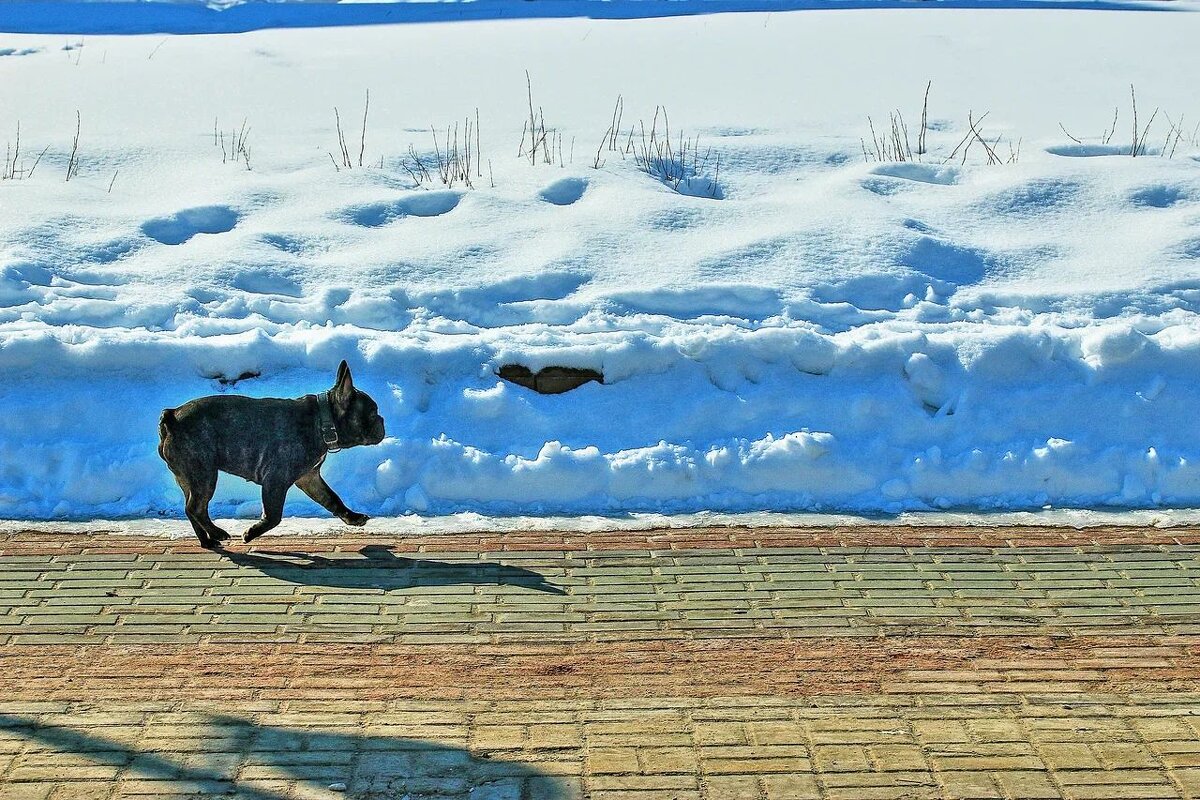 Март....Весенний песик! - Владимир 