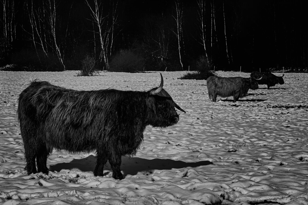 Форпост - Valziwa 