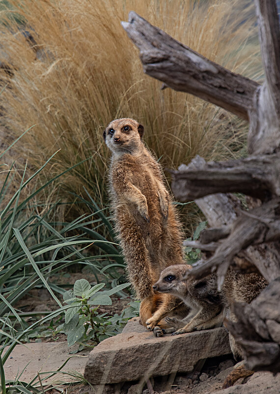 Кажись к нам гости - Valziwa 