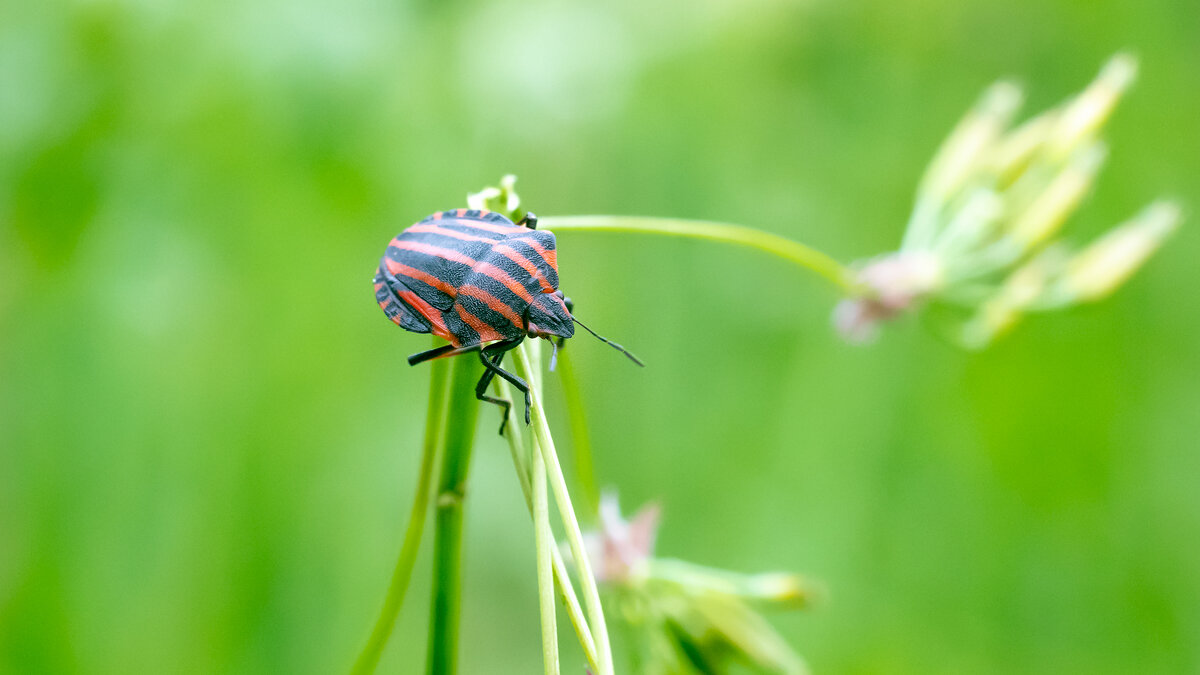Летнее макро. - Владимир Лазарев