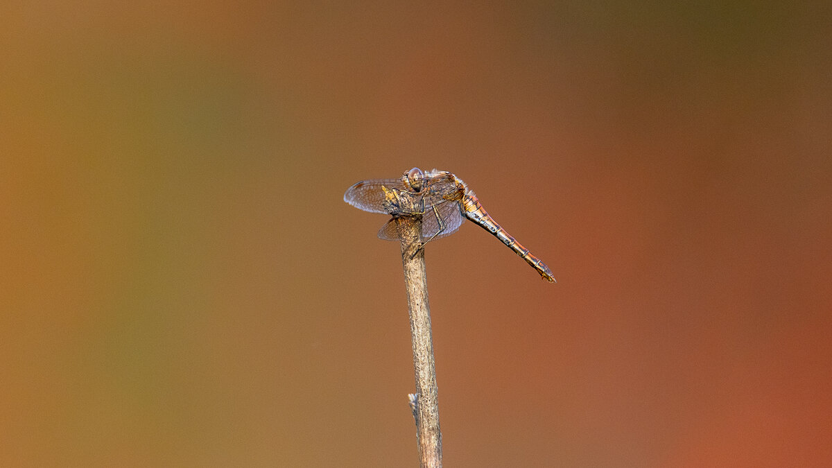 Летнее макро. - Владимир Лазарев