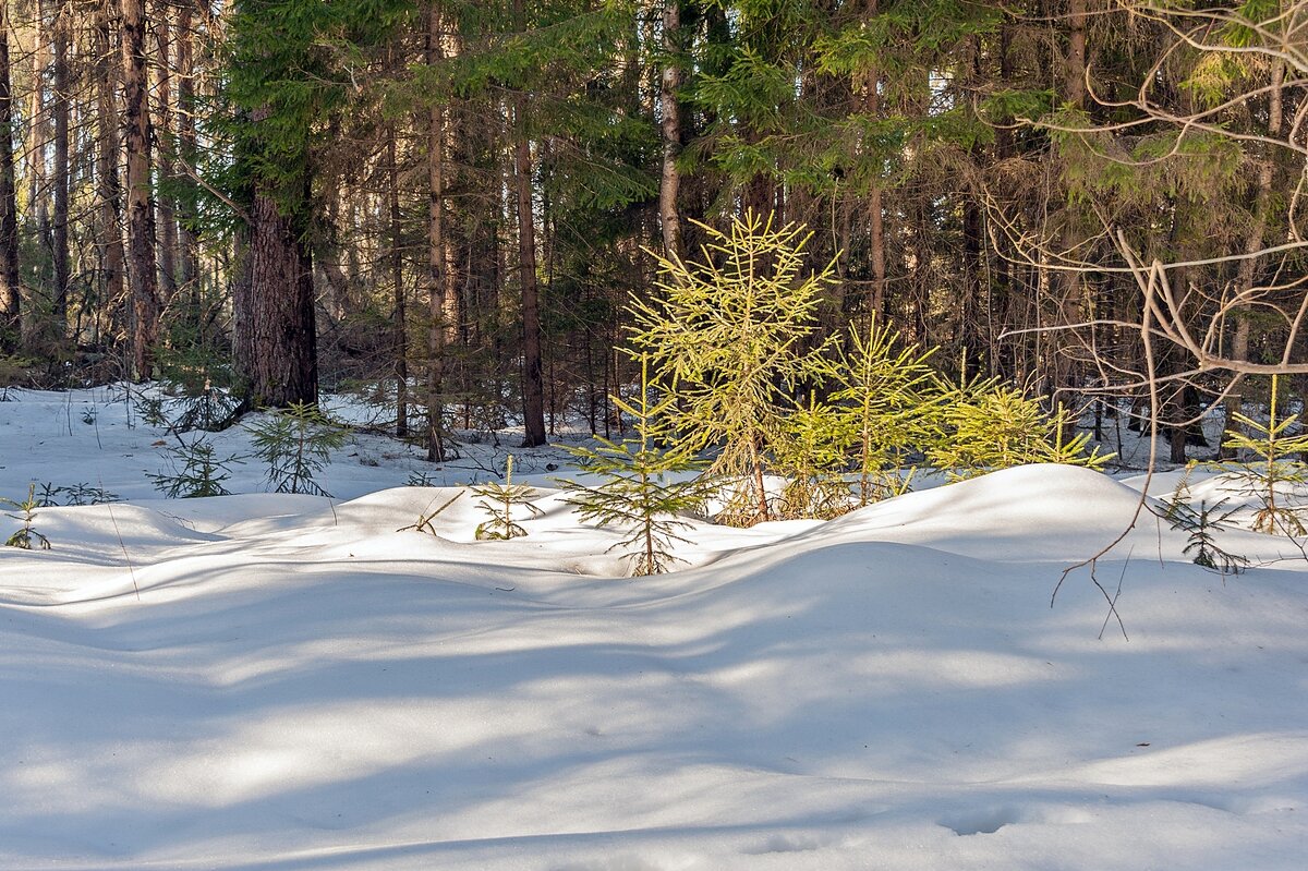 Природа рада весеннему солнцу - Валерий Иванович
