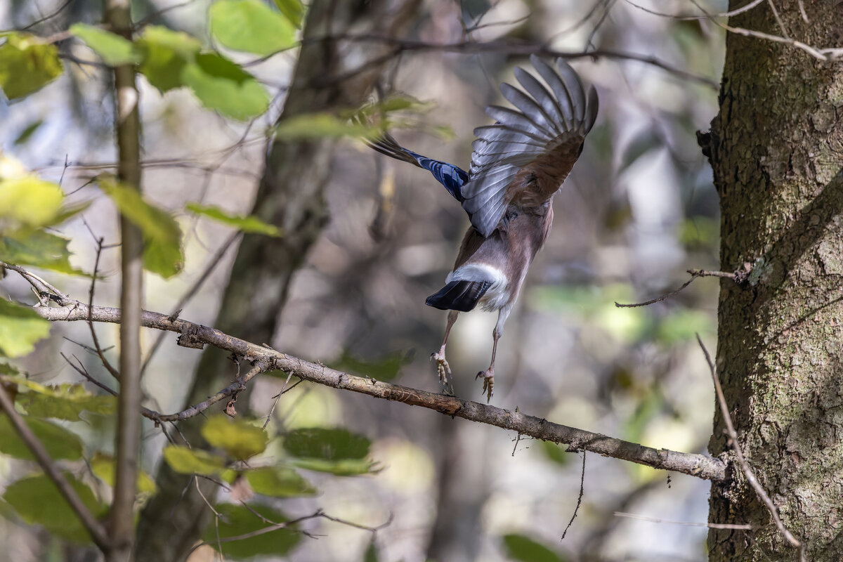 желтоголовый королек - юрий макаров