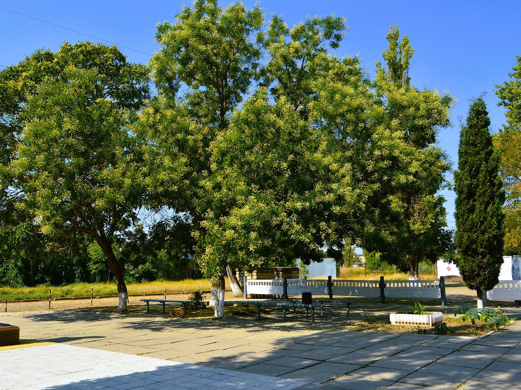 Керчь. Цветёт софора в сквере автошколы ДОСААФ. - Пётр Чернега