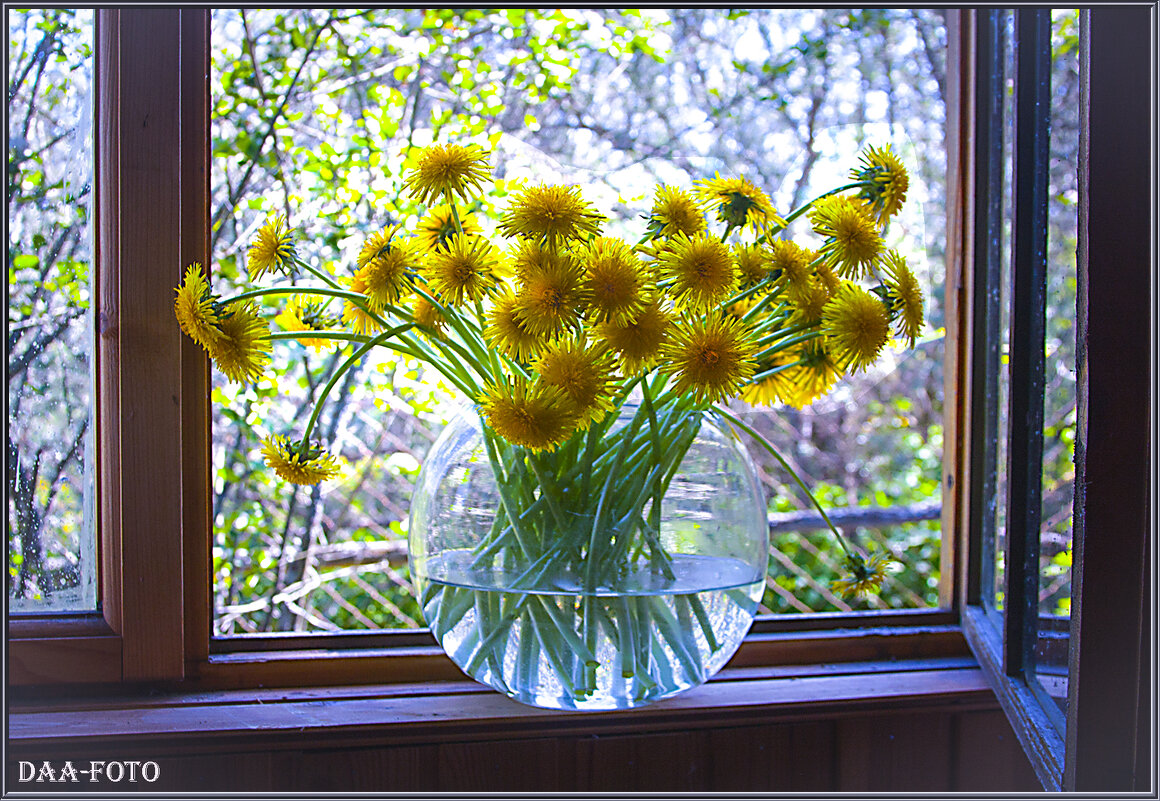 Одуванчики на окне. - Александр Дмитриев
