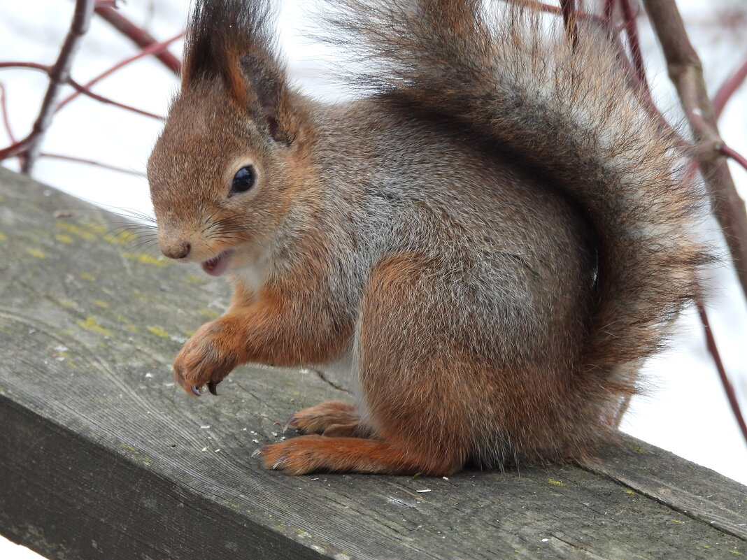 Белка - Лина 