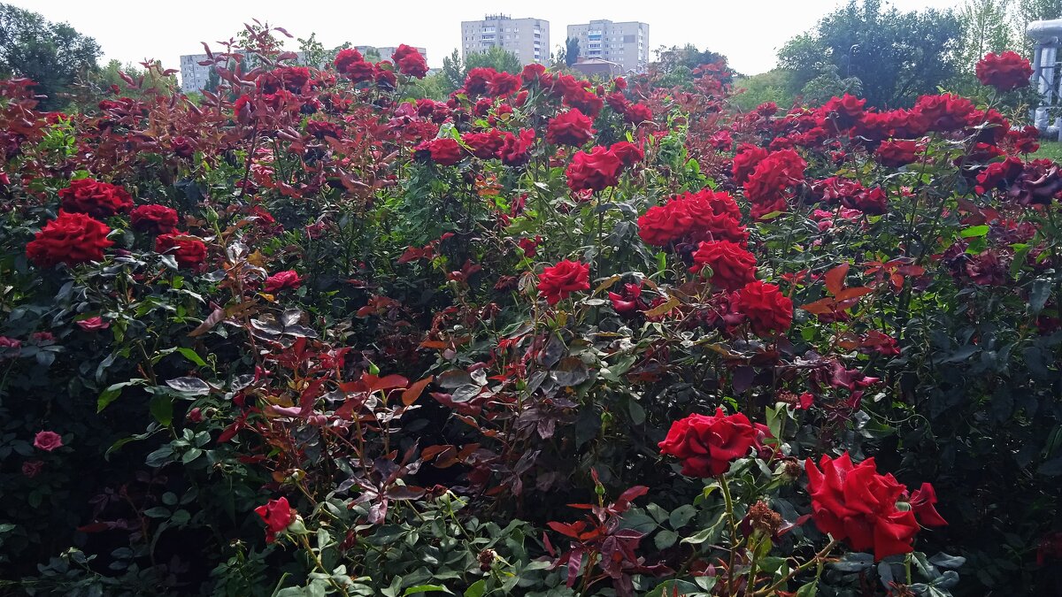 сентябрь четвёртый месяц лета - Елена Шаламова