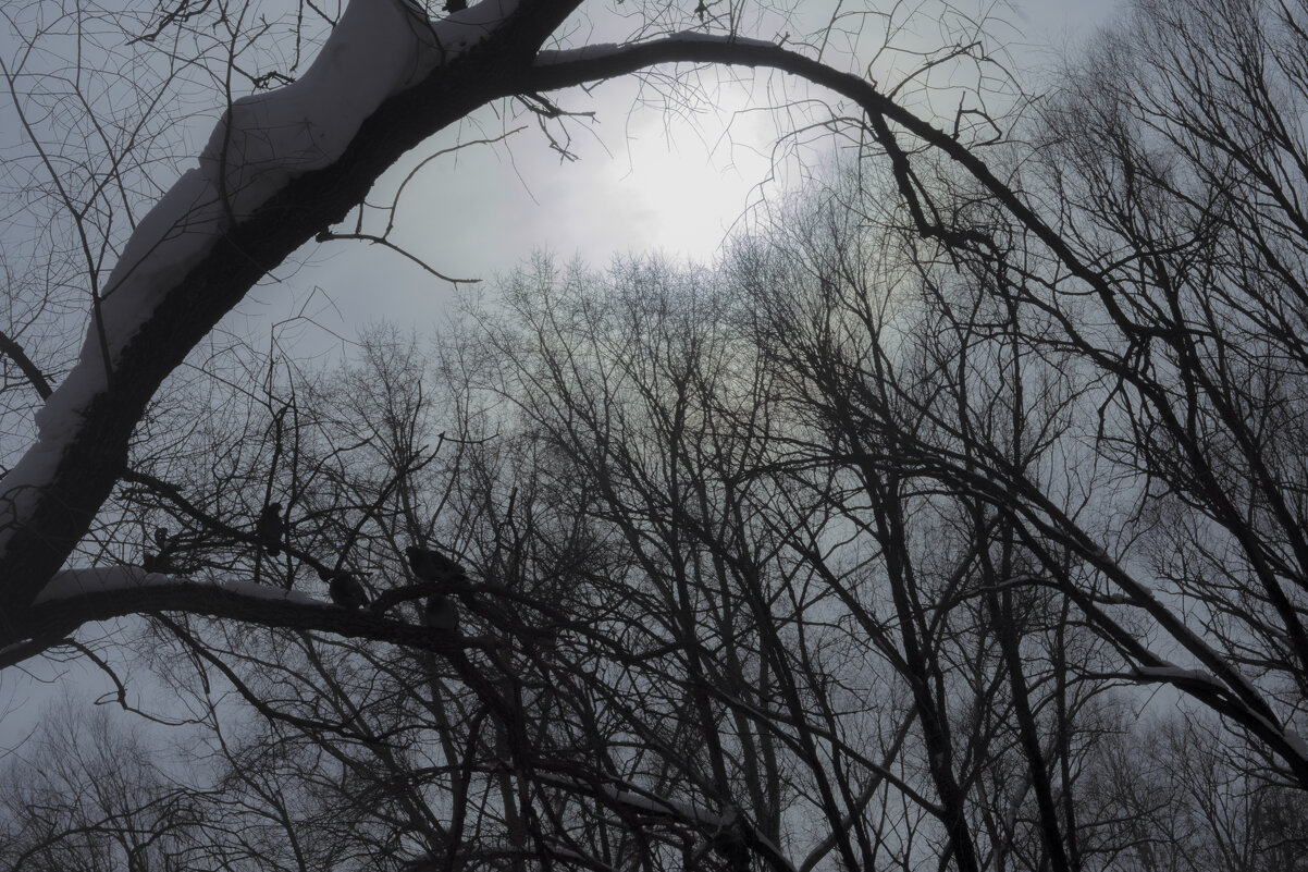 Март, Весна, Солнце и Голуби - Владимир Максимов