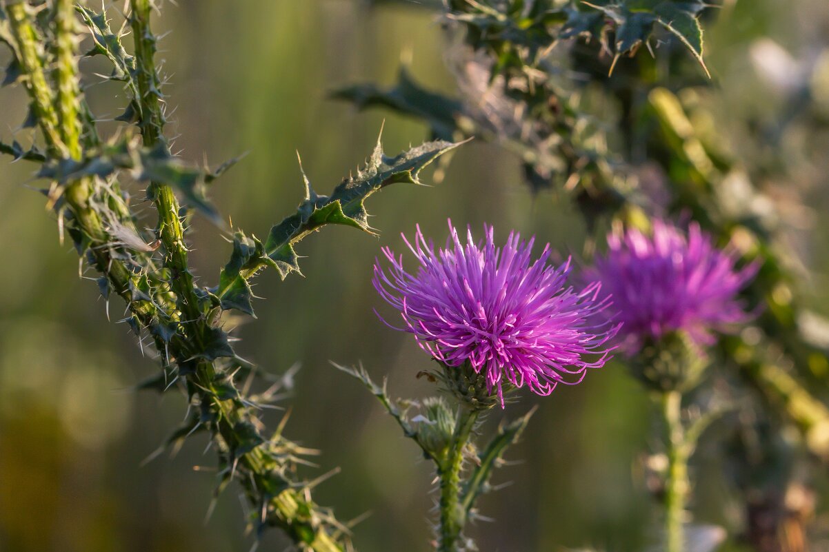 Краски лета. Чертополох. - Алексей Трухин