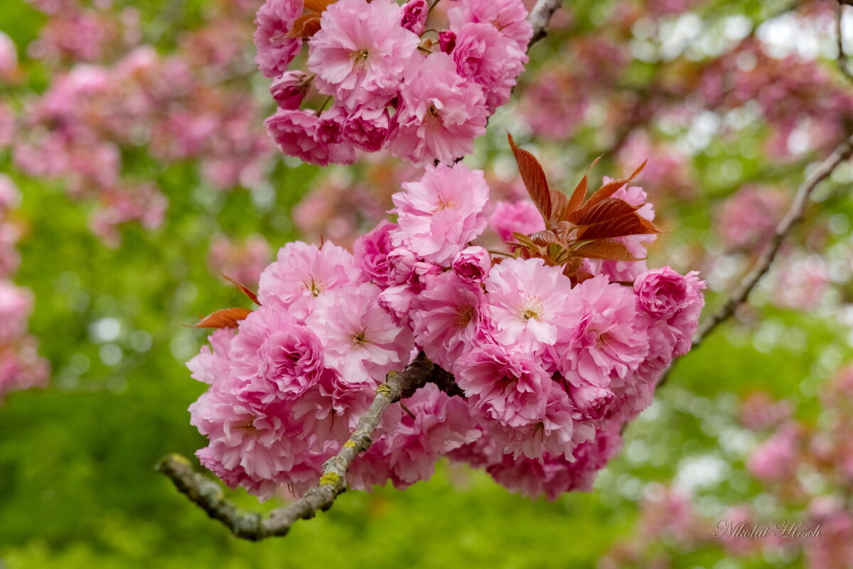 Приходи, Весна... - Николай Гирш