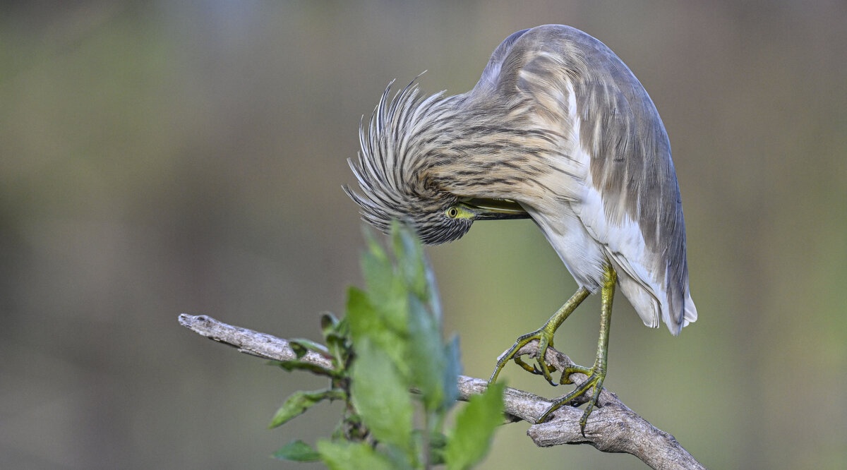 жёлтая цапля - Осень 