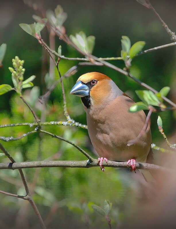 дубонос - Andrey Bragin 