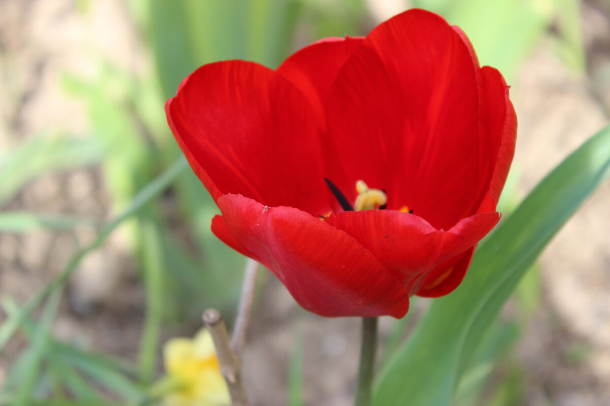 Ждём весну! - Светлана 