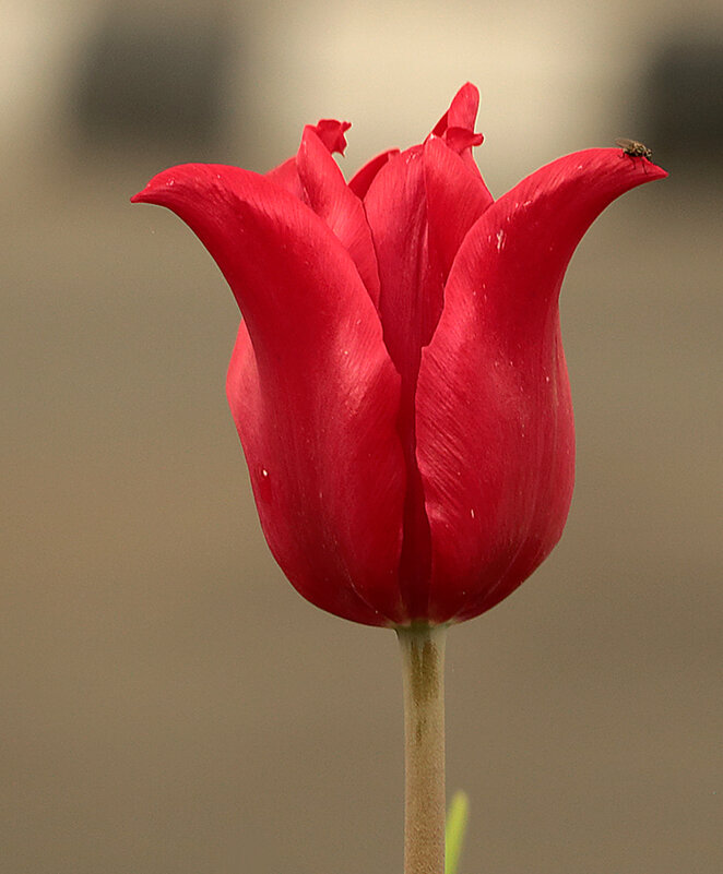 Ждём весну! - Светлана 