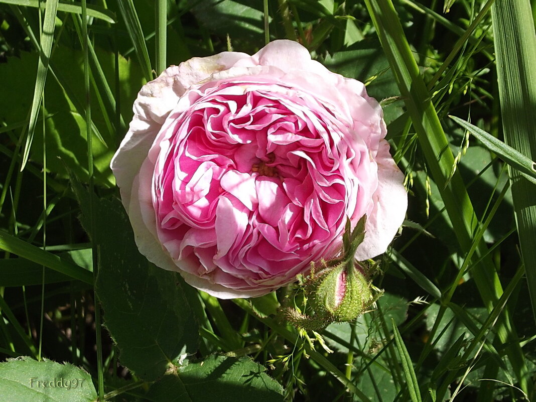 Роза - Freddy 97