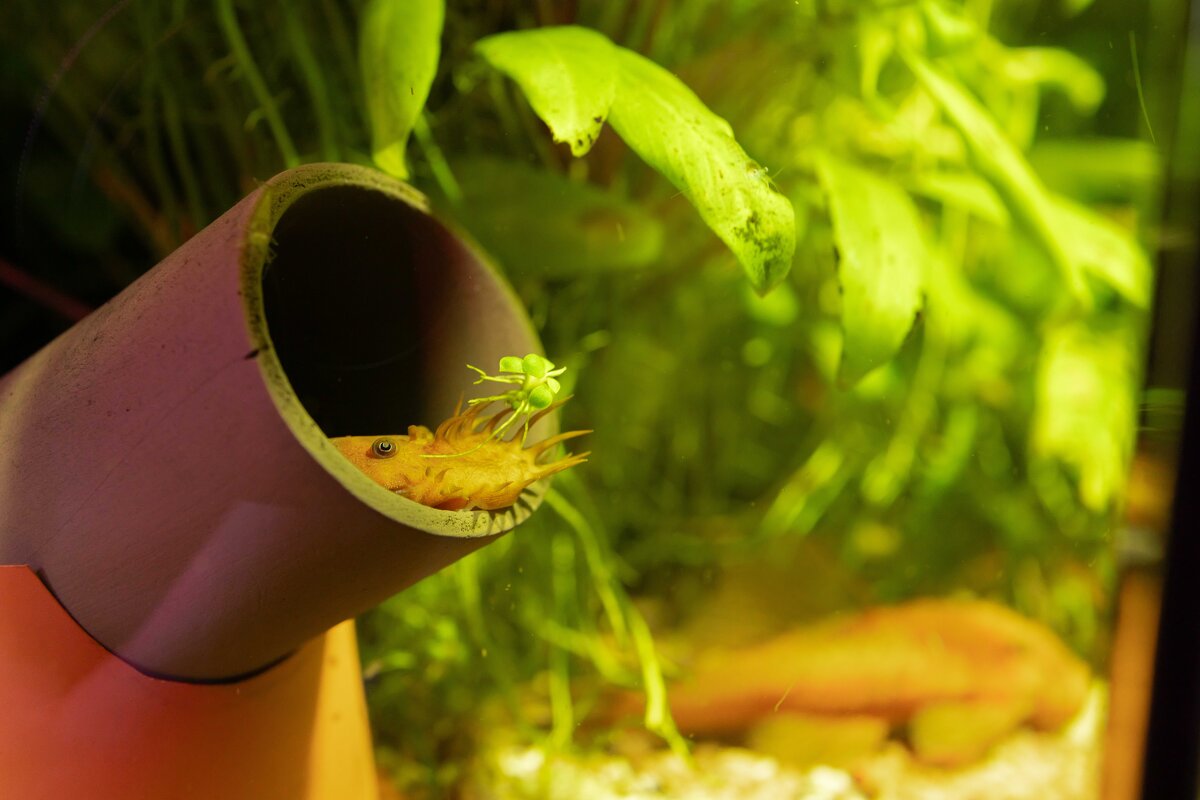 «Замаскировался» - валерий 