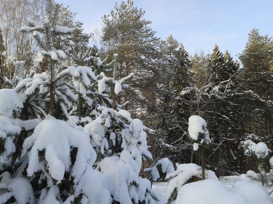 бараны разыгрались - Владимир 